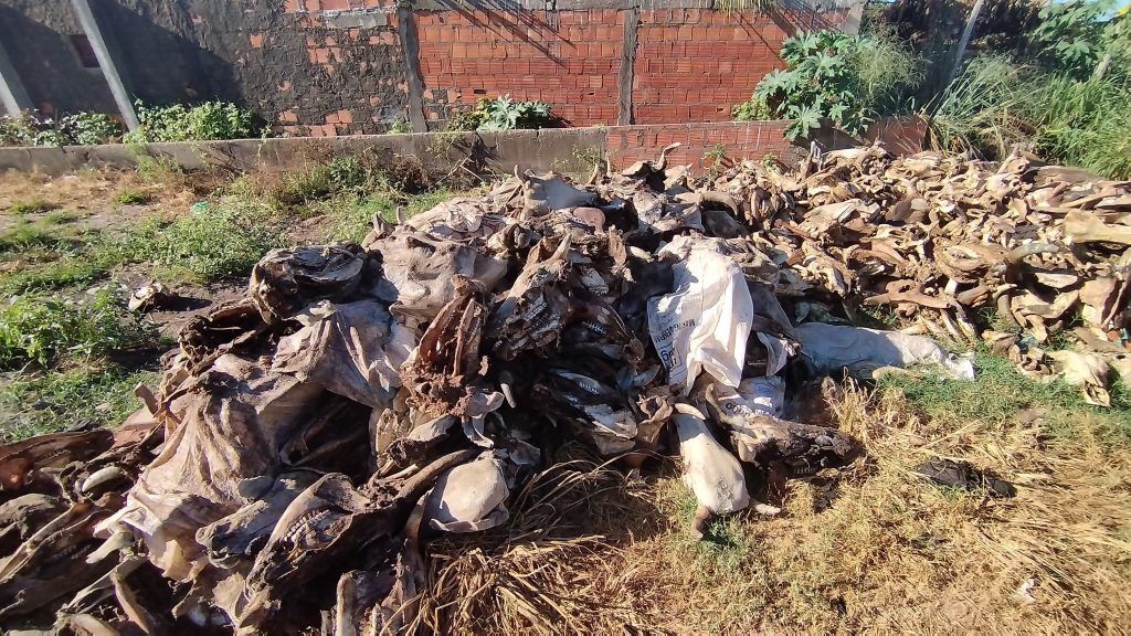 Operação apura denúncias de irregularidades no uso de ossadas de bovinos e suínos em Imperatriz e Açailândia 1 Imagens de Notícias de Imperatriz