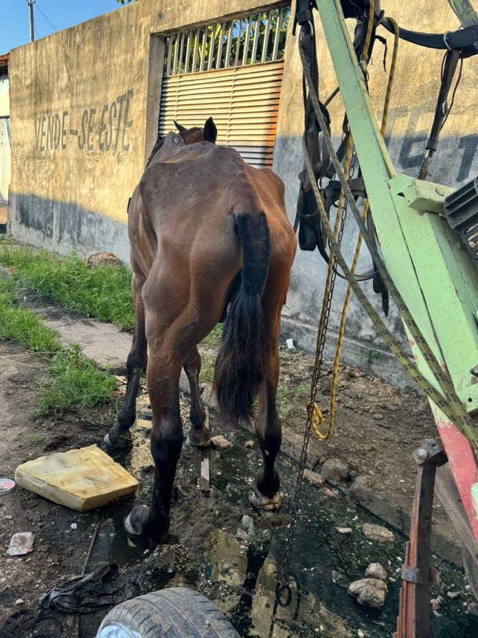 Cavalo é resgatado em Imperatriz após denúncias de maus-tratos