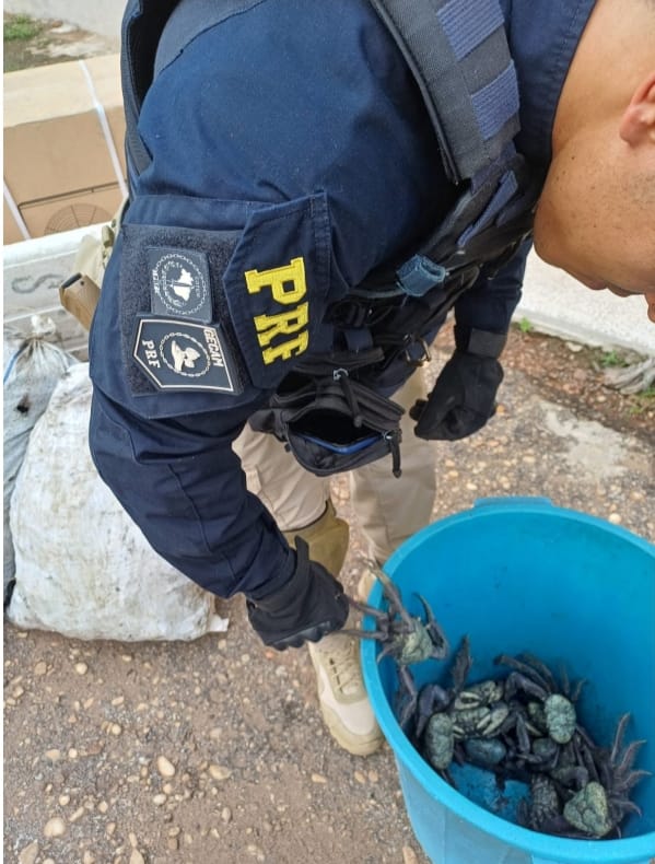 Carga irregular com 1 mil caranguejos vivos é apreendida na BR-010 em Imperatriz 1 Imagens de Notícias de Imperatriz
