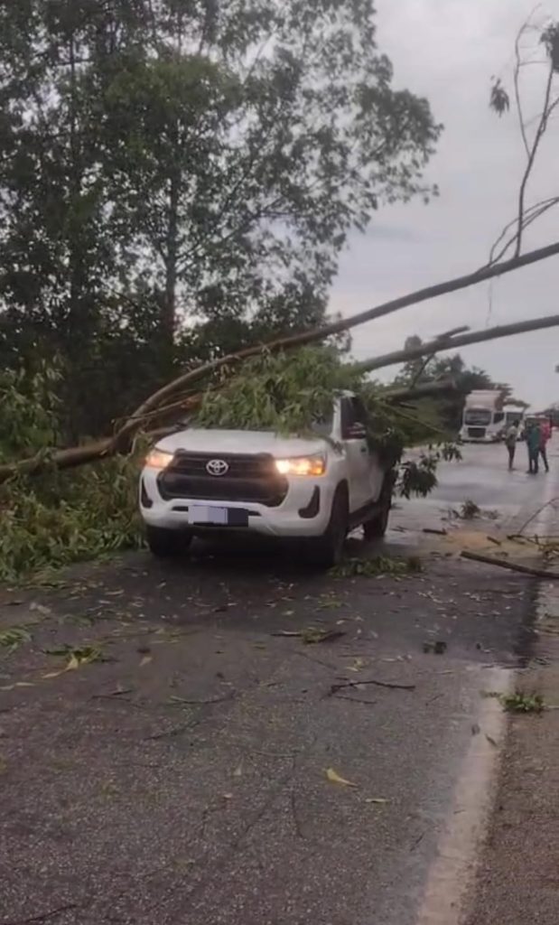 Árvore às margens da BR-010 cai durante chuva em Imperatriz 1 Imagens de Notícias de Imperatriz