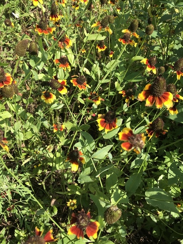 Clasping Coneflower | Native Plants Hub