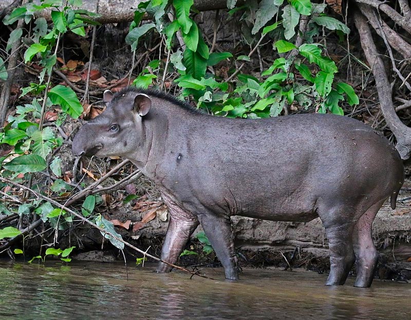 amazon rainforest travel guide