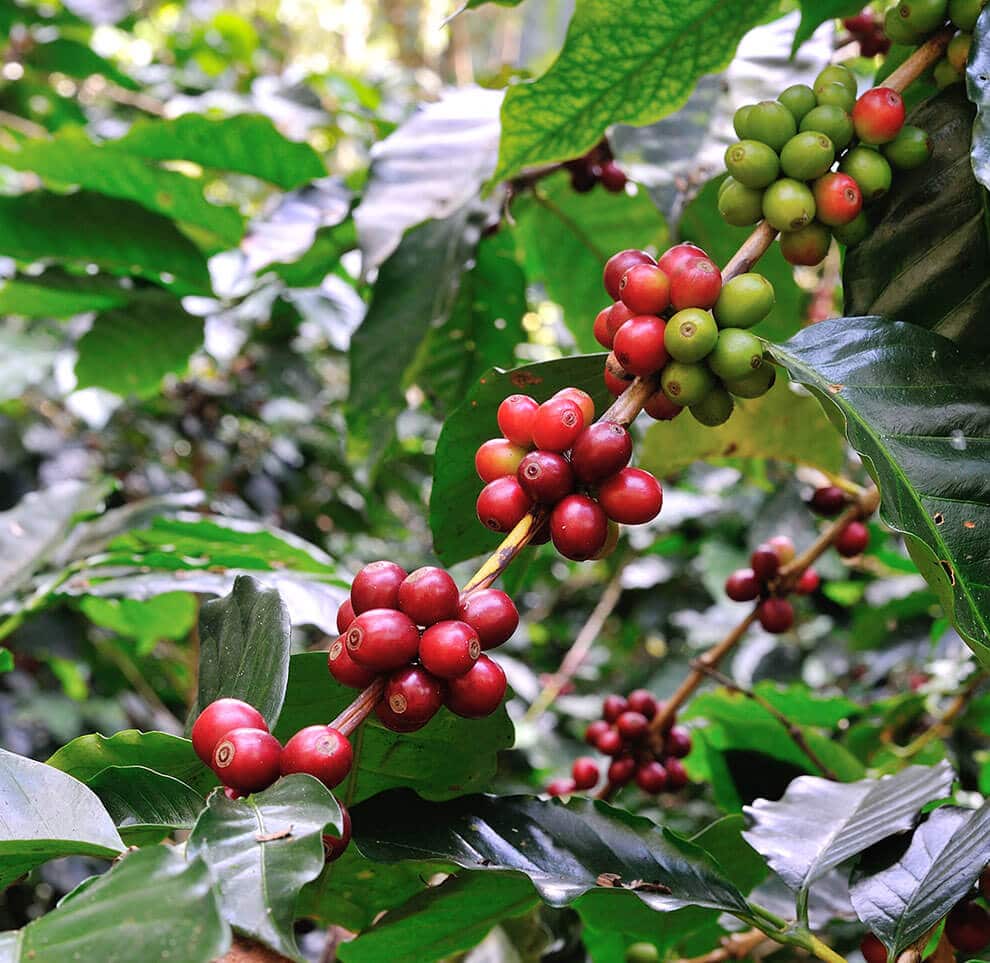 ▸ Blend Especial Descafeinado al Agua -【Cafés El Criollo】