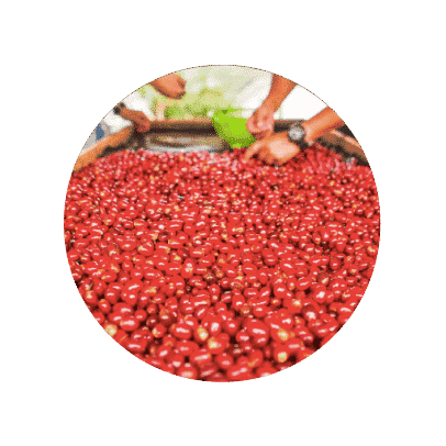 Cereza de café de Finca el Vergel Risaralda Colombia