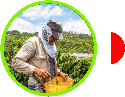 Recolector de café en Finca el Vergel Risaralda Colombia