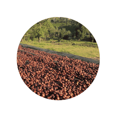 Cerezas de café en Etiopía Sidamo Nansebo