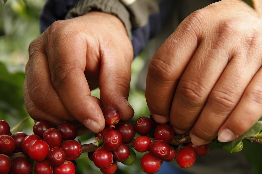 manos seleccionando cafe de especialidad