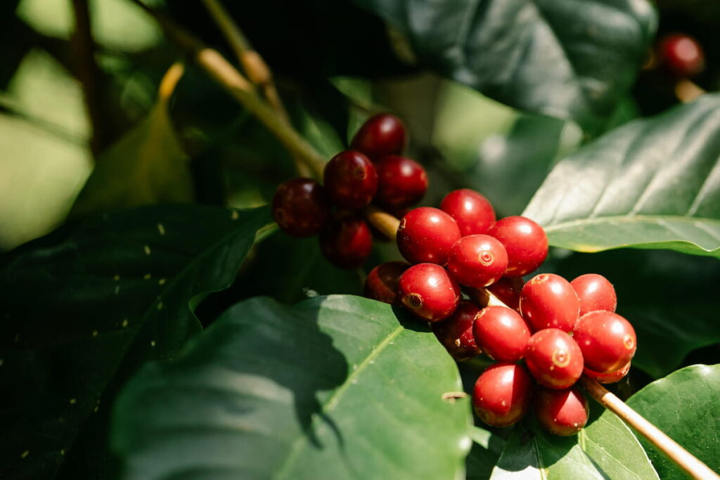 arabica ou robusta difference grains de cafe