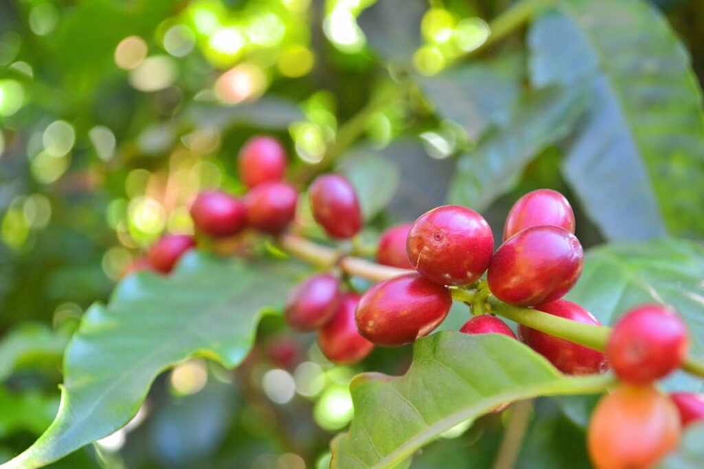 cerises de café de spécialité