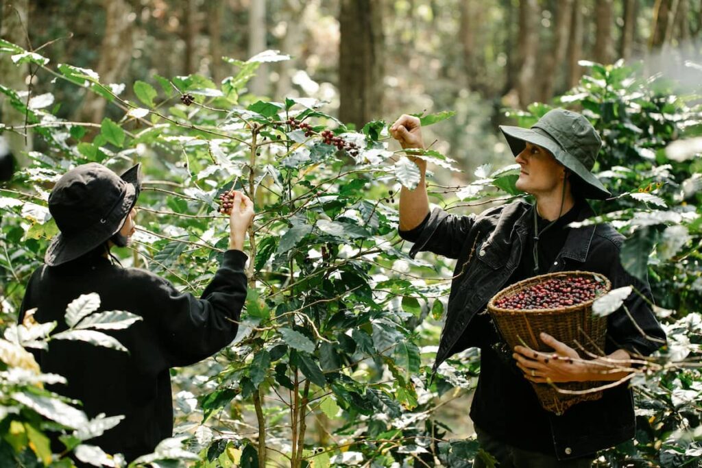 caffè specialty metodi agricoli sostenibili