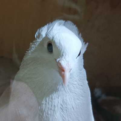 Sphazio Fuhturo