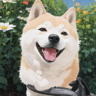Nexmoe's avatar