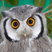gn4cys's avatar