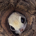 rukya's avatar