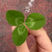 adolphchen's avatar