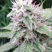 cannagrowit's avatar
