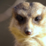 meerkat's avatar
