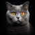 indidevvit's avatar