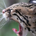 ocelot's avatar
