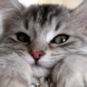 Gellehaiak's avatar