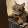 medagui's avatar
