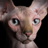 Daniel's avatar