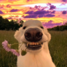 Matthis's avatar