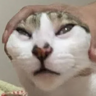 That Korean Dude's avatar