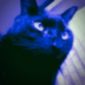 Andrew Tam's avatar