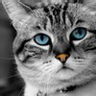 Dortotto's avatar