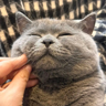 ZhouBai Meng's avatar
