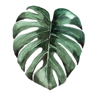 9Plant's avatar