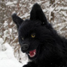 blackdog's avatar
