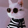 stellawinxie's avatar