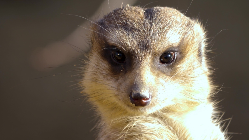 meerkat's avatar