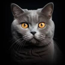 Vitalii H.'s avatar