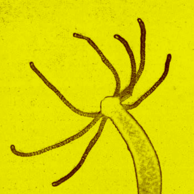 Weaver's avatar