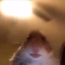 anpenlibe's avatar