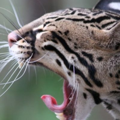 ocelot's avatar
