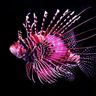 theredfish's avatar