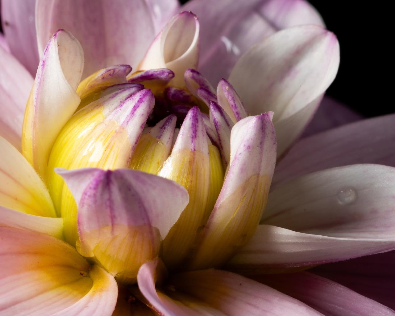 A flower. A beautiful flower. White petals. It looks vaguely, sort of, like an artichoke. Multiple layers of petals, some open some closed. Some of the petals have yellow at the base. Some of the petals have purple at the ends. Did I mention that it is pretty? 