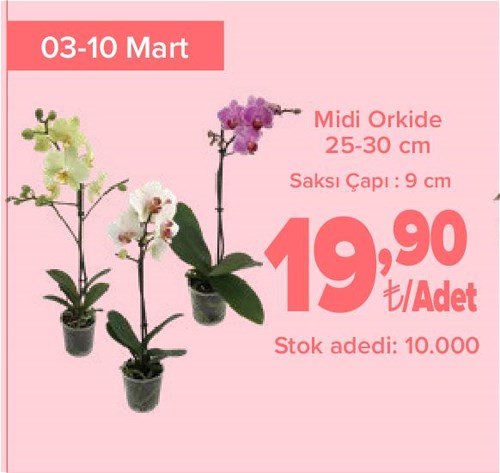 Midi Orkide 25-30 cm image