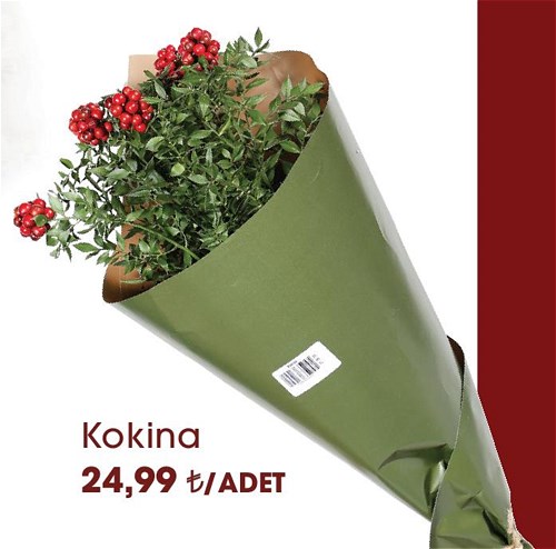 Kokina image