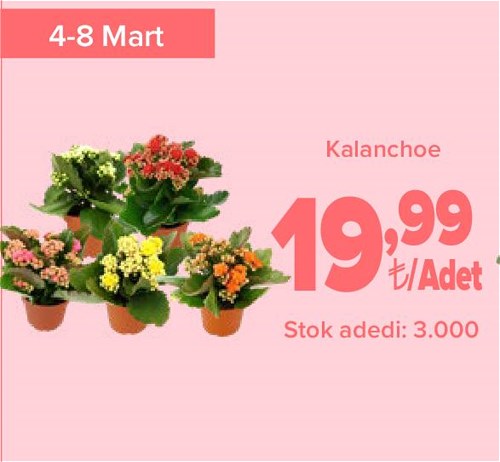 Kalanchoe image