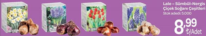 Lale-Sümbül-Nergis Çiçek Soğanı Çeşitleri image