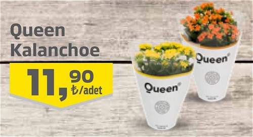 Queen Kalanchoe  image