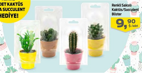 Renkli Saksılı Kaktüs/Succulent Blister Adet image