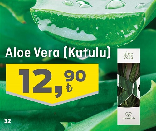 Aloe Vera (Kutulu) image