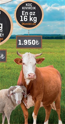 Koç Kıvırcık En Az 16 kg image
