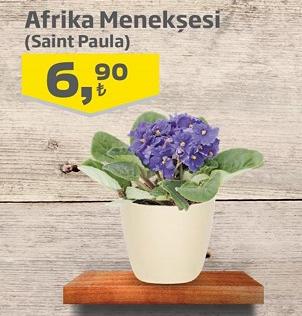 Afrika Menekşesi (Saintpaulia) image